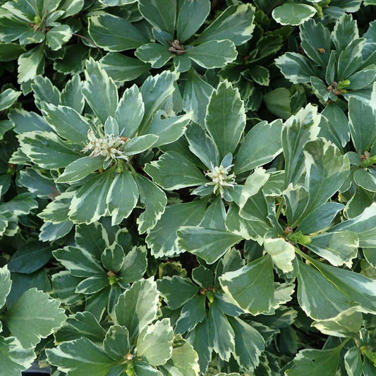Decorative Pachysandra Terminalis Silver Edge plant