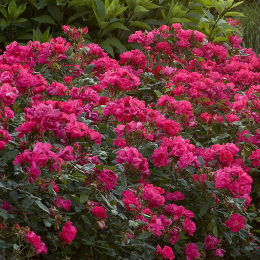 Radrazz Knock Out Rose Shrub in Full Bloom