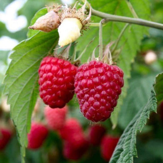 Ripe Heritage Raspberries displayed on the plant with vibrant red color