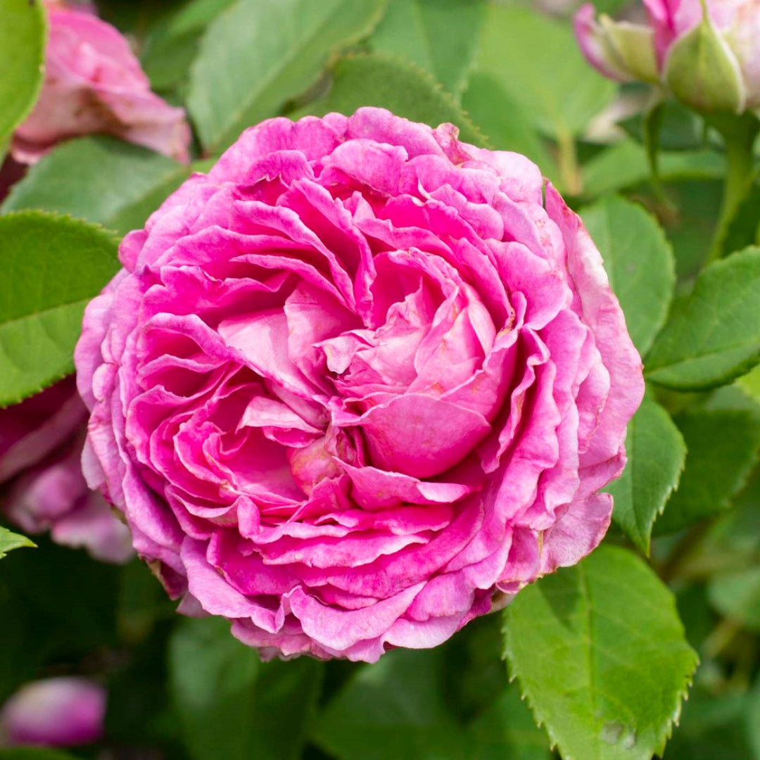 Raspberry Cupcake Rose – flowering shrub