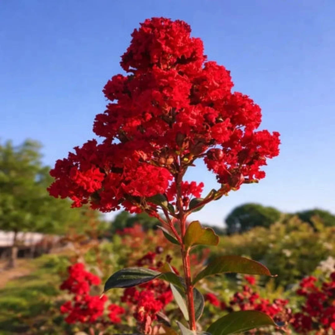 Red Blooming Crape Myrtle – Tall Flowering Tree