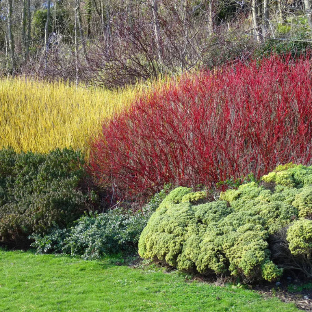 Red Twig Dogwood Shrub with red bark and green leaves