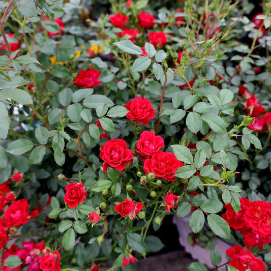 Red Drift Rose – flowering shrub