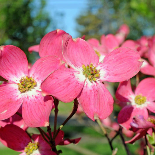 Red Flowering Dogwood Tree – Vivid Red Blooms | Live Native Tree | Zones 5–8 live plant for landscaping and home gardens