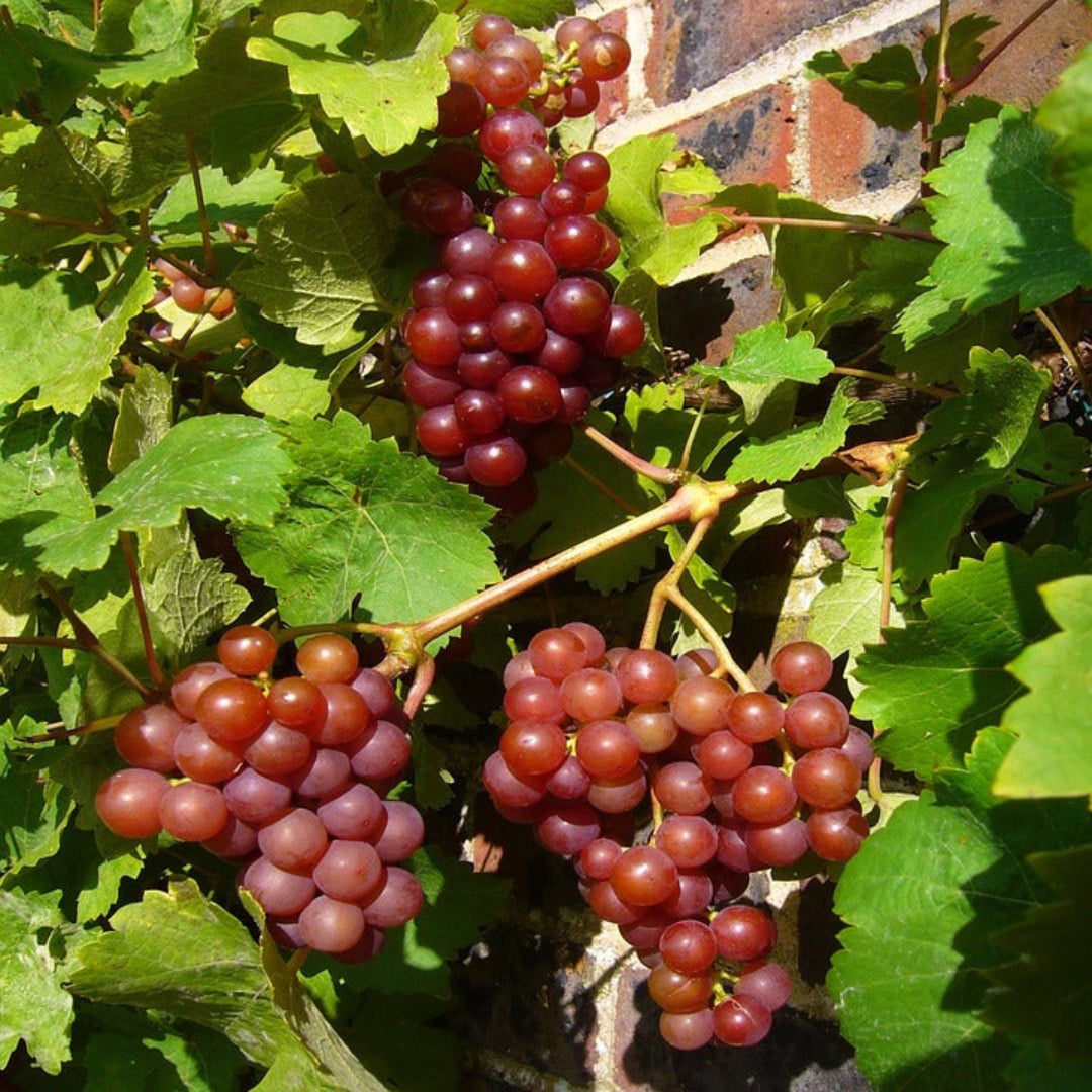 Einset Red Seedless Grape Vine | Pixies Gardens