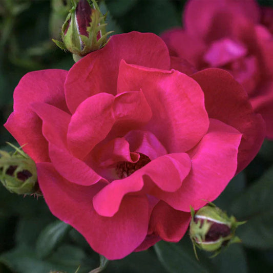 Compact Knock Out Rose Bush for Garden Borders