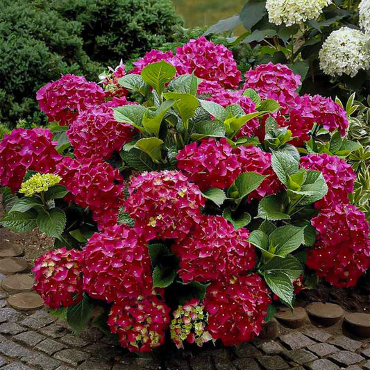 Bold red flowering shrub Red Sensation Hydrangea