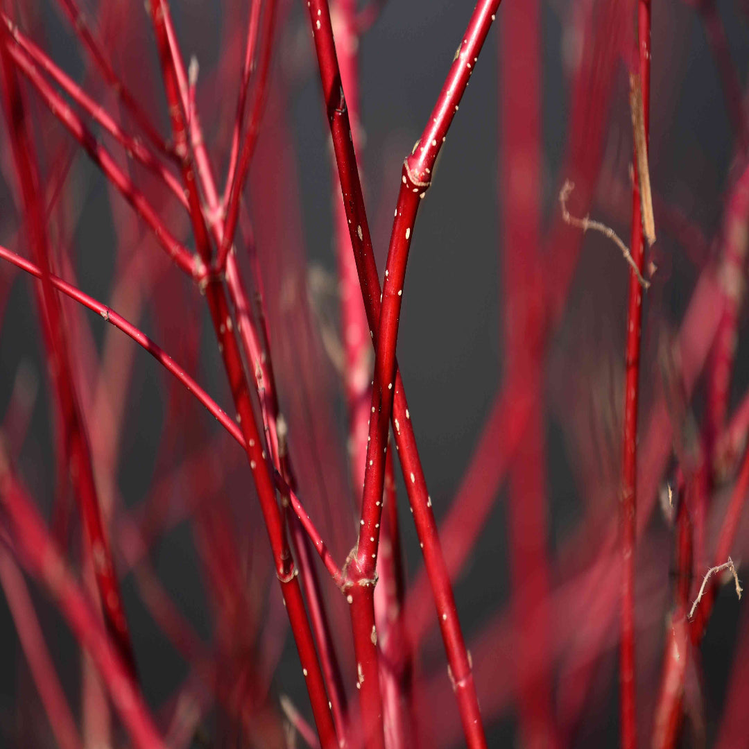 Red branches standing out on winter Dogwood Shrub
