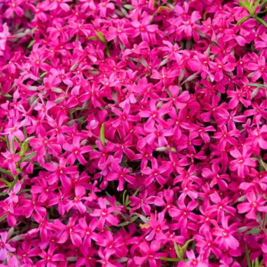 Phlox Red Wing perennial plant