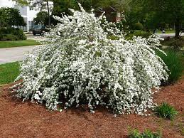 Reeves Spirea