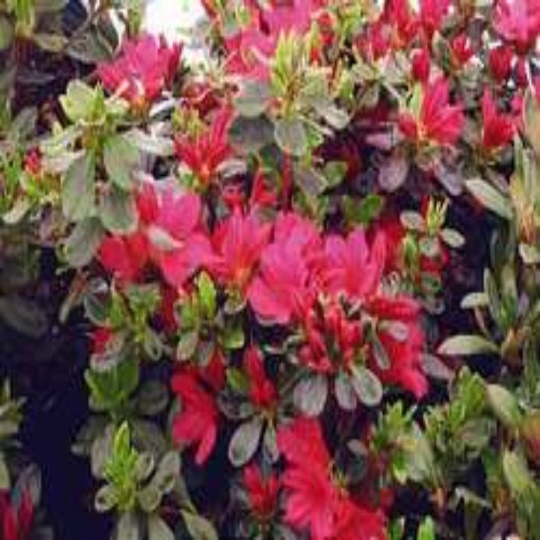 homeandgardensforless.com