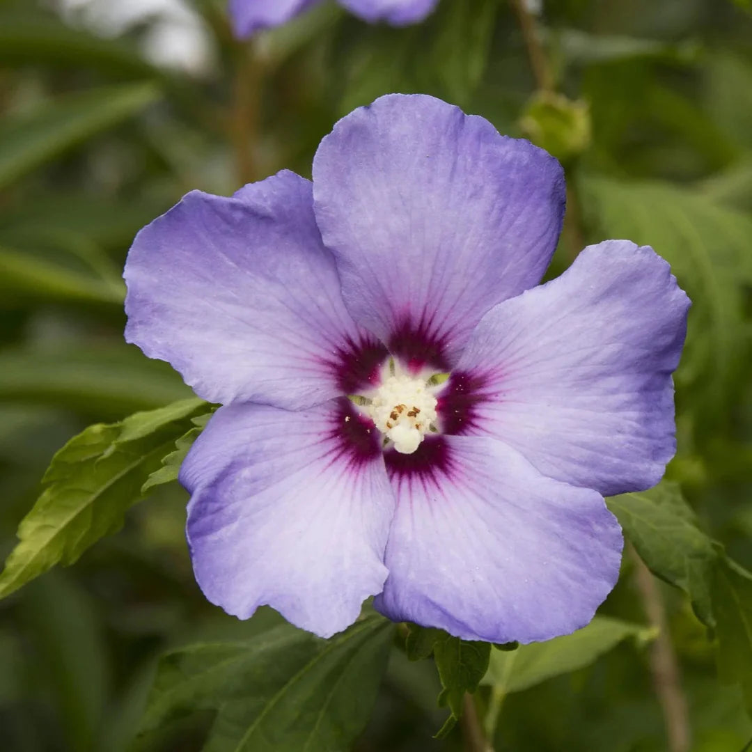 Bluebird Rose of Sharon Hibiscus Shrub – flowering shrub