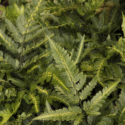 Indian Holly Fern – fern