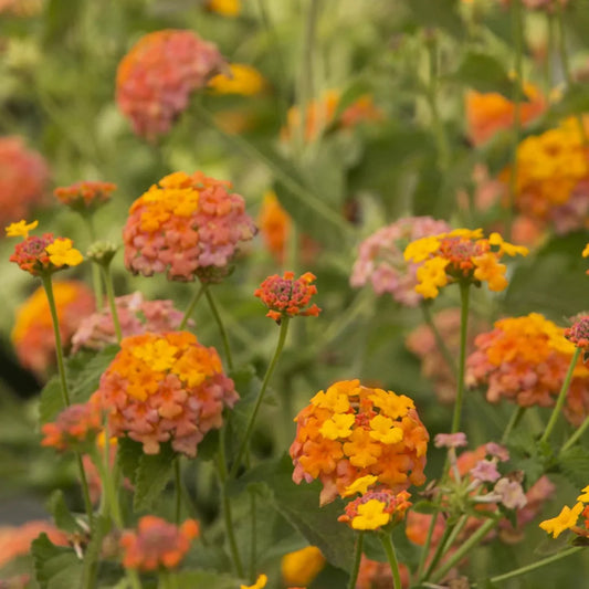 Lantana camara plant displaying mixed orange, yellow, and pink flowers in bloom