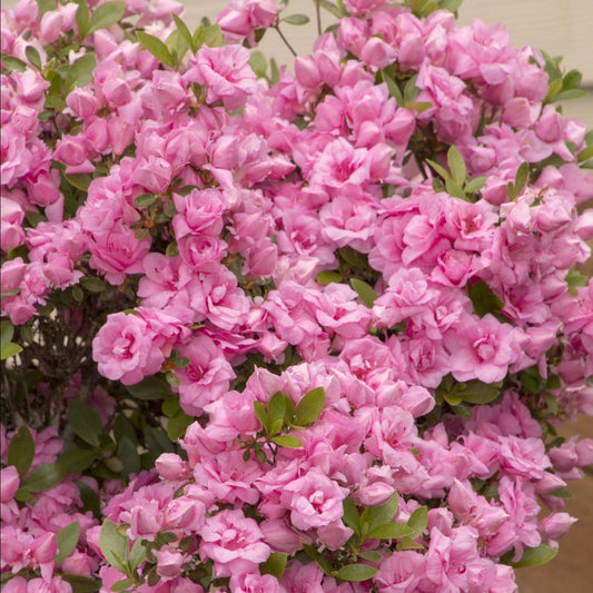 Rosebud Azalea