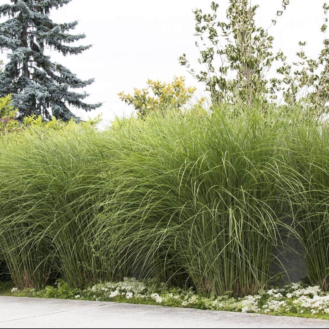 Dwarf Maiden Grass