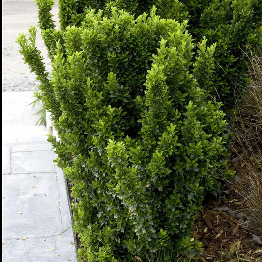 Green Spire Euonymus