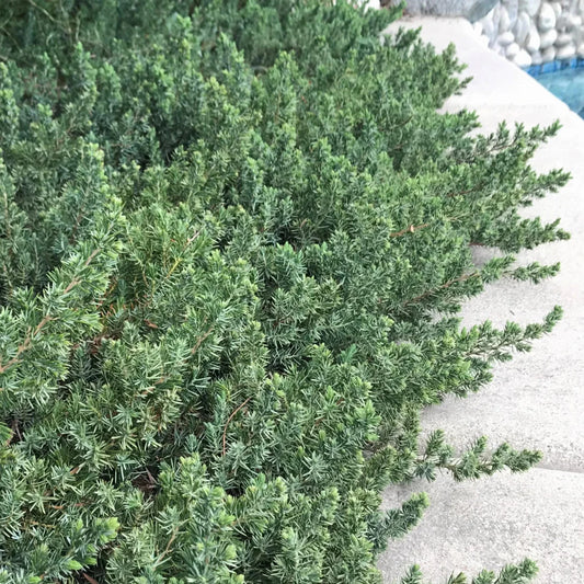 Juniperus conferta Blue Pacific spreading shrub