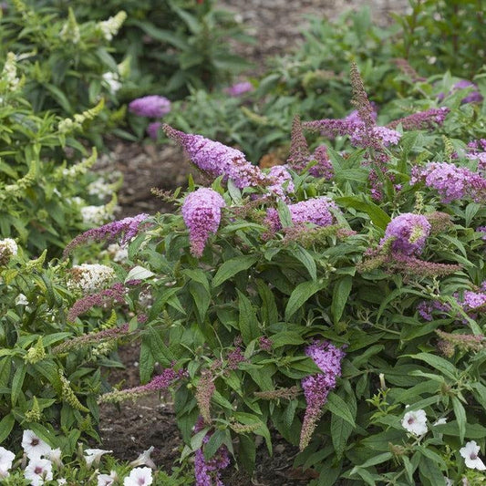 Buddleia Pugster Pink Butterfly Bush – shrub