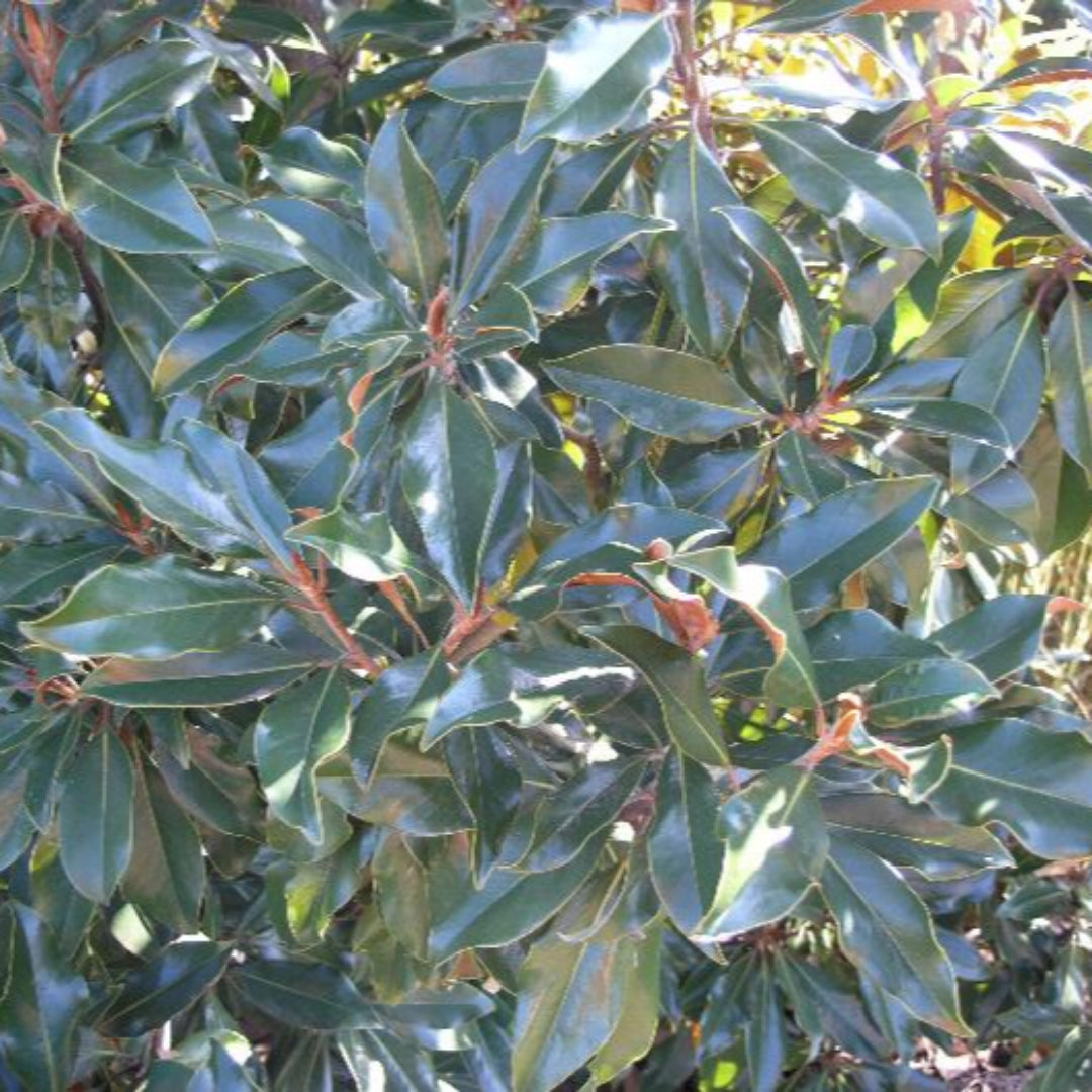 Kay Parris Magnolia tree with glossy green leaves