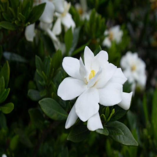 Echo Swan Princess Gardenia – flowering shrub
