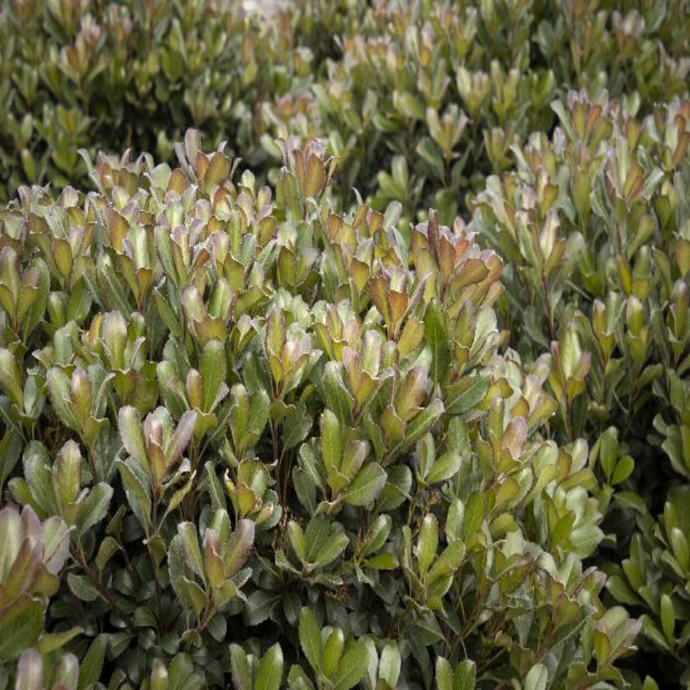 Snowcap Indian Hawthorn