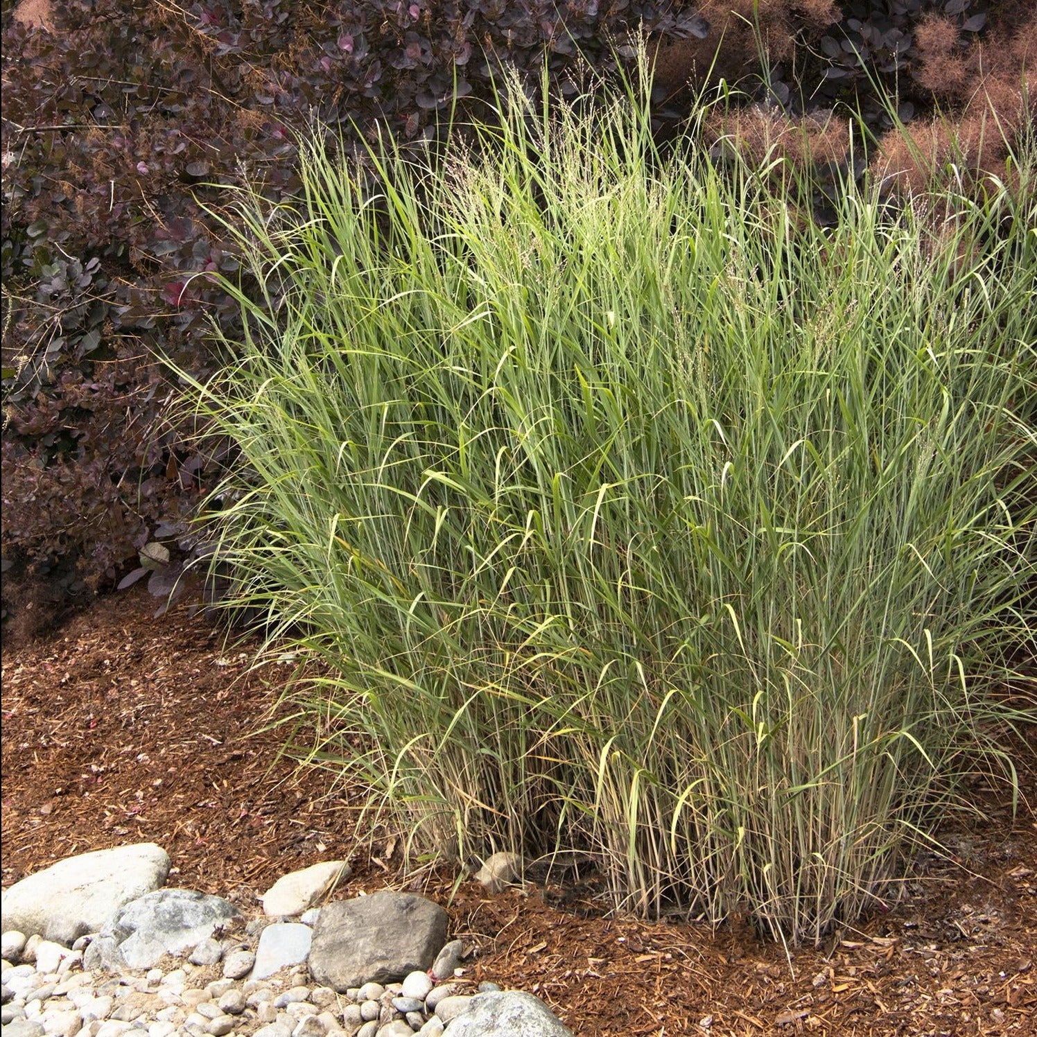 Heavy Metal Blue Switch Grass