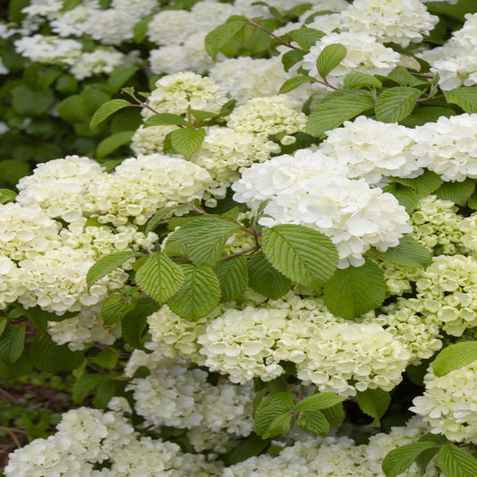 Chinese Snowball Viburnum – Live Flowering Shrub | Giant White Blooms | Zones 6–9 live plant for landscaping and home gardens