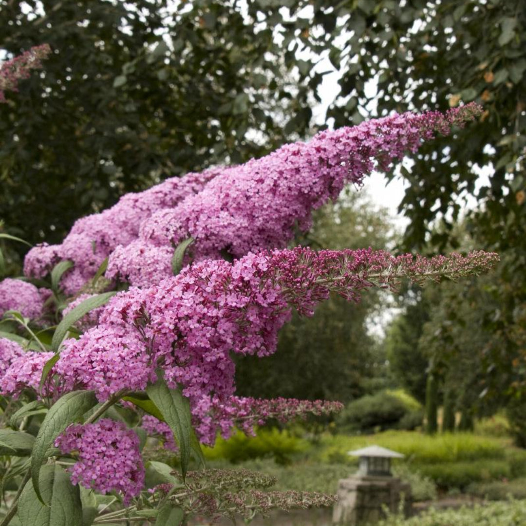 Pink Delight Butterfly Bush