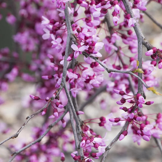 Healthy weeping redbud tree shipped dormant for planting