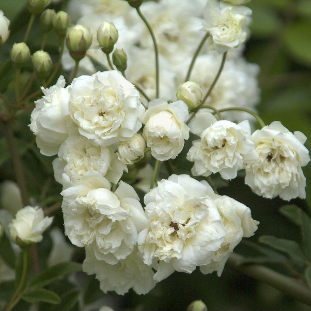 White Lady Banks Rose climbing vine with clusters of soft white spring blooms