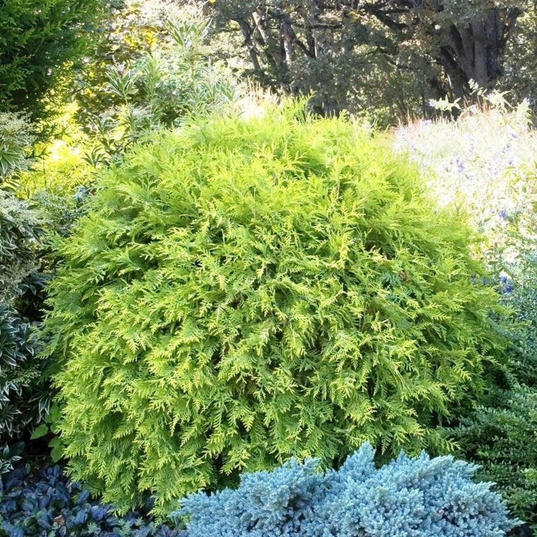 Golden Globe Arborvitae