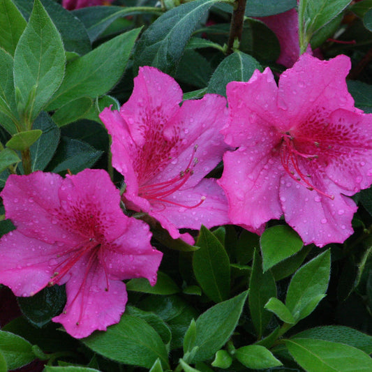 Southern Charm azalea shrub with dense dark green evergreen foliage