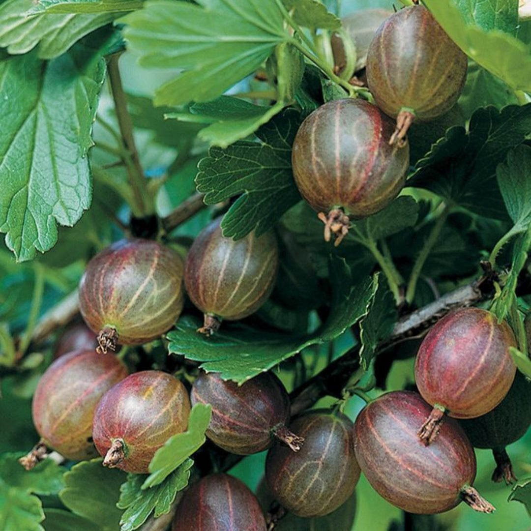 Young gooseberry shrub growing in nursery container ready for planting