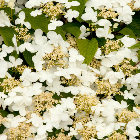 Hardy Viburnum Lime Martini Shrub – Perfect for Borders and Hedges