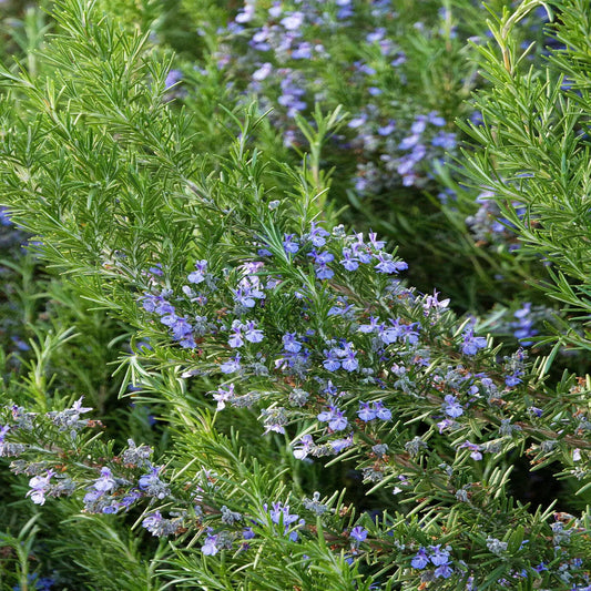 Rosmarinus officinalis 'Tuscan Blue' – perennial