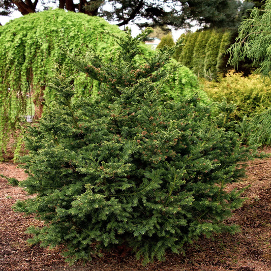Black Dragon Japanese Cedar-Very Dark – evergreen shrub