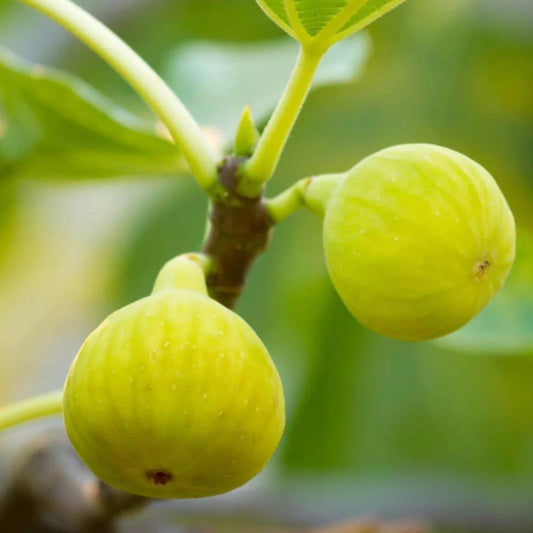 Desert King Fig Tree full of ripe figs in the garden
