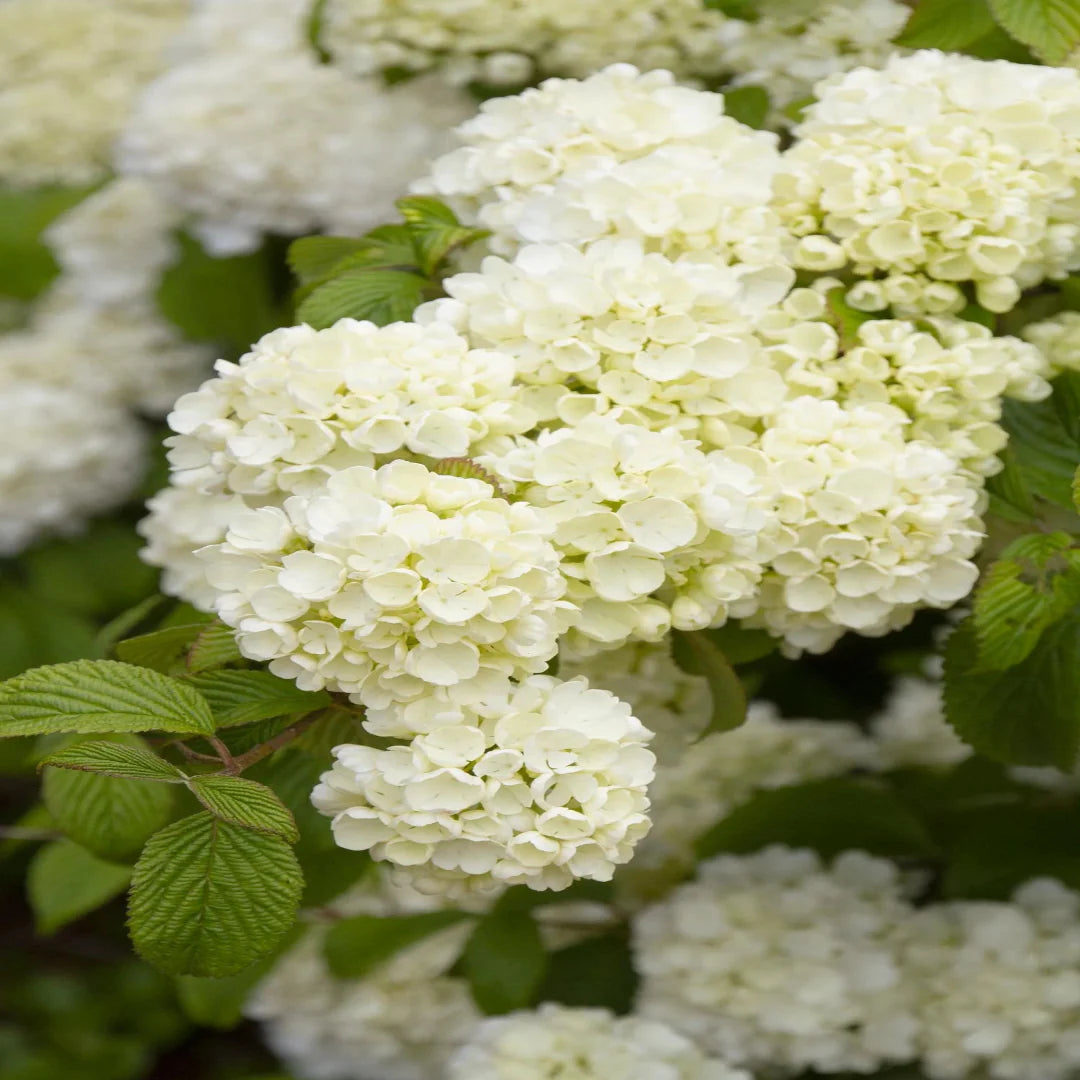 Chinese Snowball Viburnum Shrub Varieties for Sale Fragrant Spring Shrubs
