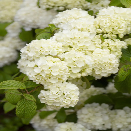Chinese Snowball Viburnum – Live Flowering Shrub | Giant White Blooms | Zones 6–9 live plant for landscaping and home gardens