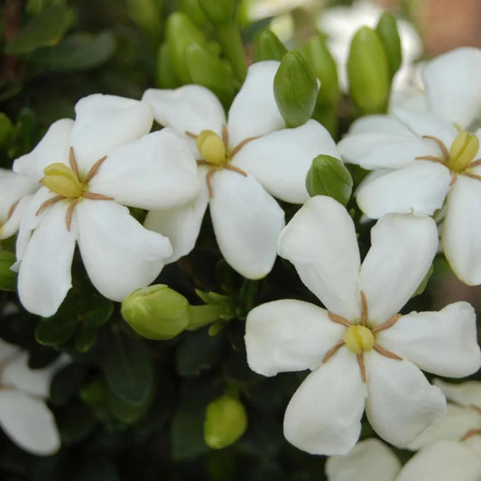 Heaven Scent Gardenia evergreen flowering shrub