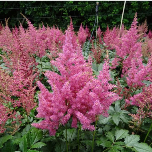 Rheinland Astilbe flower plumes in container