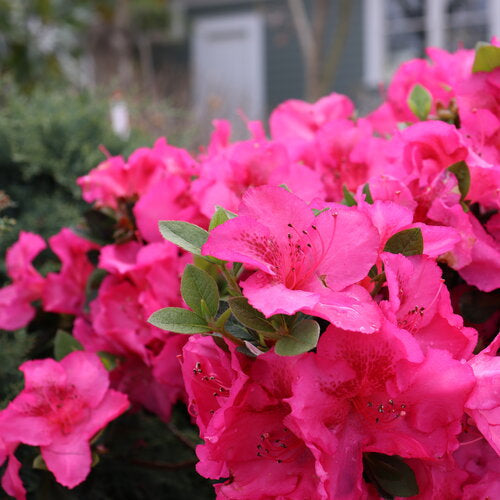 Perfecto Mundo Azalea Pink Shrub – flowering tree