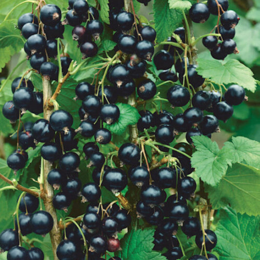 Ribes nigrum Consort black currant bush live plant close view