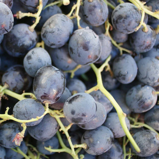 Ribier grape variety fruit bunch