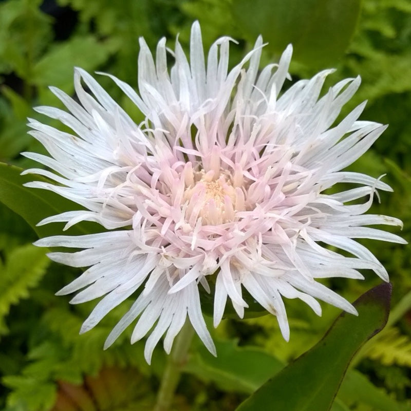 Alba White Stokes Aster | Pixies Gardens