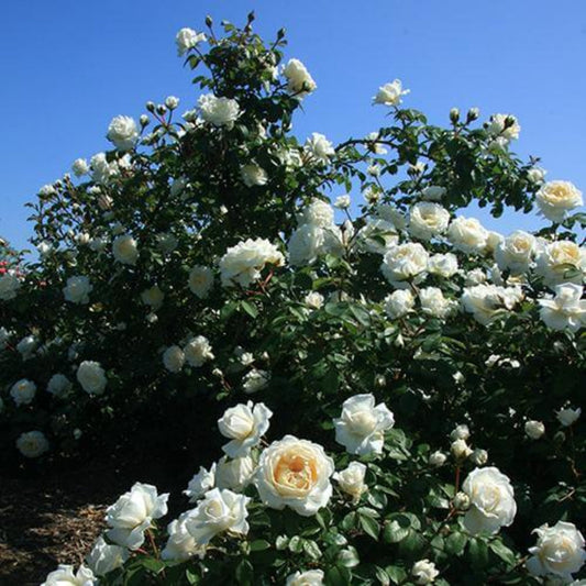 Rose plant with white flowers and healthy green foliage