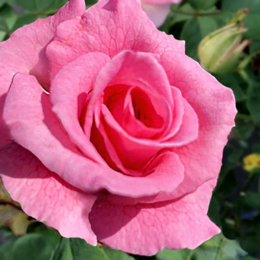 Brindabella Rose Touch of Pink – flowering tree