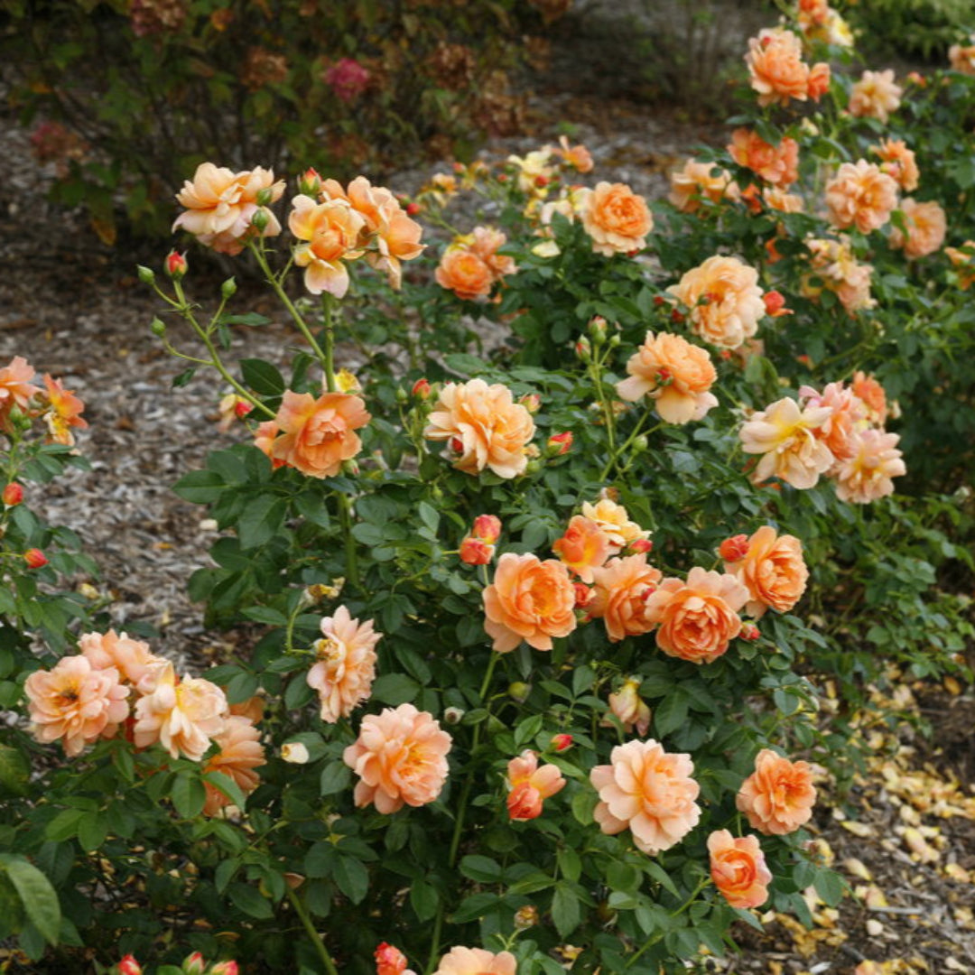 At Last Rose