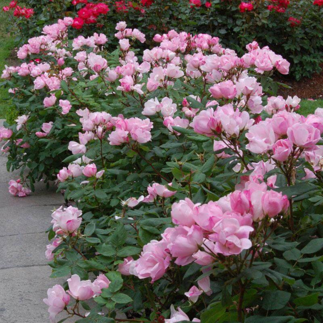 Compact form of Blushing Drift Rose in landscape